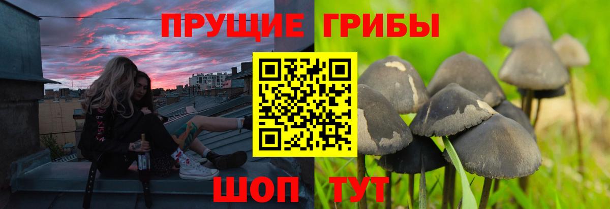 Псилоцибиновые грибы GOLDEN TEACHER  Вход с VPN  Галлюциногенные грибы прущие грибы  Славгород 